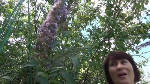 Как вырастить красивую будлею.