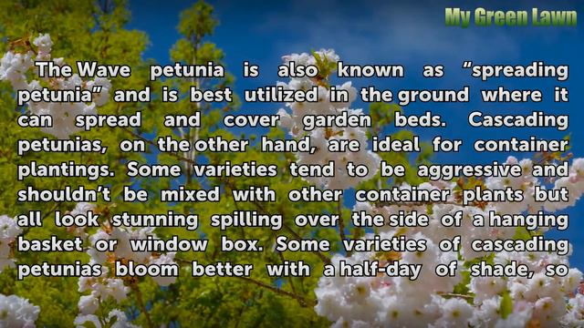 The Differences Between Wave & Cascading Petunias смотреть онлайн