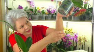 ПРОСТЕЙШАЯ ПЕРЕСАДКА Орхидеи в керамзит.  Орхидея сама НАРАСТИЛА КОРНИ после покупки в горшке ...