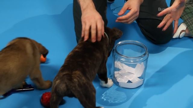 Rachel Brosnahan And Michael Zegen Play With Puppies While Answering Fan Questions смотреть онлайн