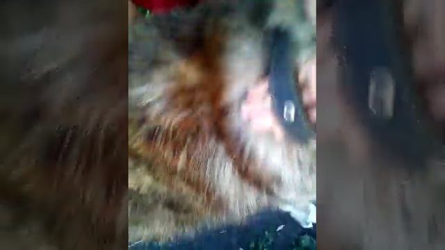 Короче говоря выкинули собаку смотреть онлайн