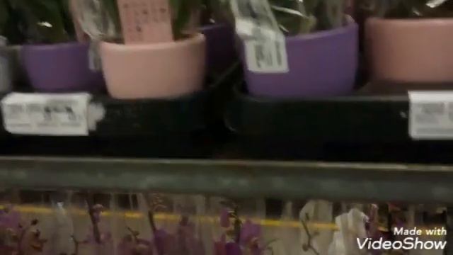 Поездка в Новосибирск:мужу-голуби, мне-орхидеи🤗👍 смотреть онлайн