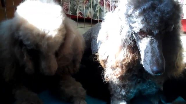 Nala & Sass demonstrate co-parenting taken to the next level смотреть онлайн
