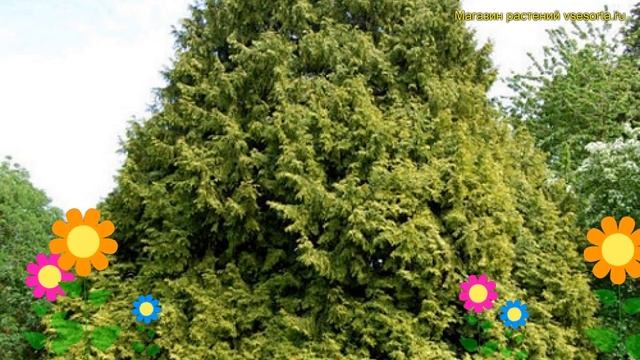 Туя складчатая Есчричс Груне Кугел. Краткий обзор, описание характеристик thuja plicata Zebrina смотреть онлайн