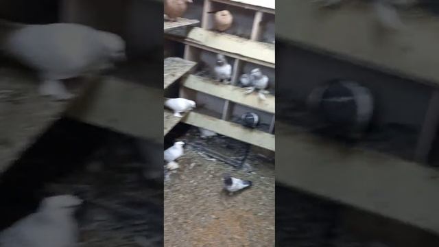 Таджикские голуби лалаки, черногрудые, красногрудые !!! смотреть онлайн