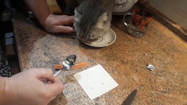 КАК ДАВАТЬ КОТАМ ТАБЛЕТКИ / Три способа накормить кота / КОШКИН ДОМ смотреть онлайн