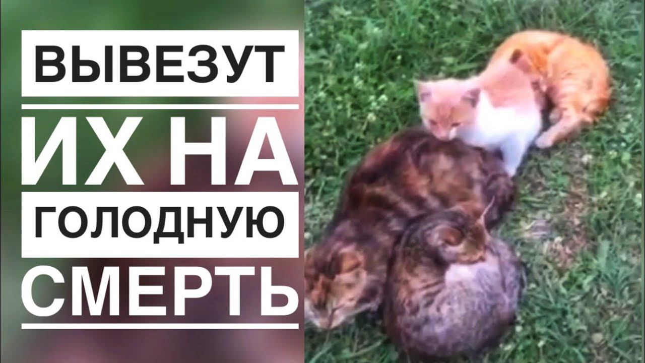 Вывезет он всех подальше от города