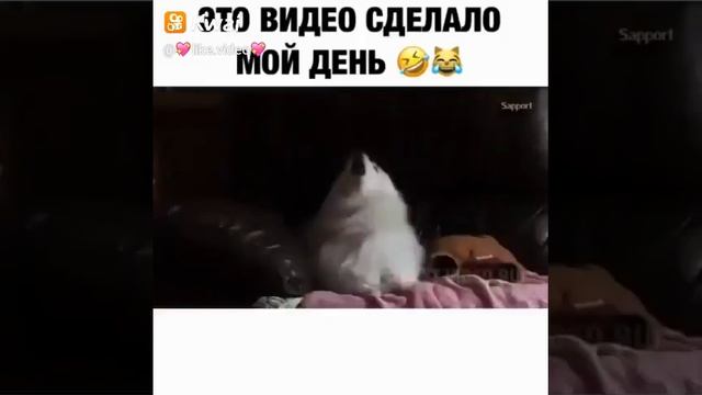 Шпиц слишком много лает смотреть онлайн