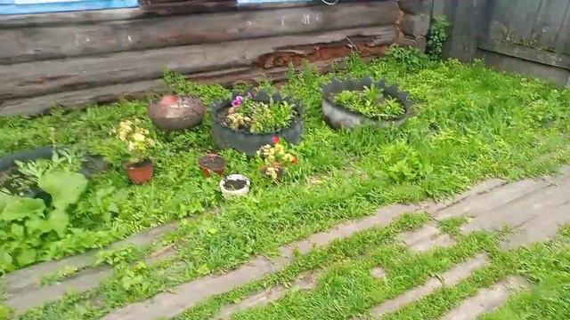 Куда девать мороженые ягоды!?Все как обычно в деревне... смотреть онлайн