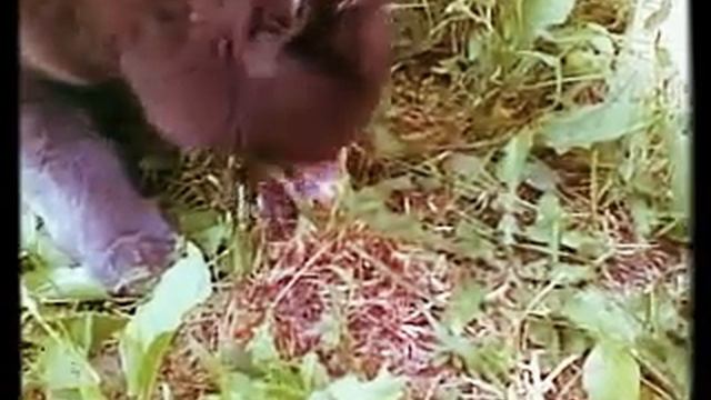 Кошка съела заживо птинца смотреть онлайн