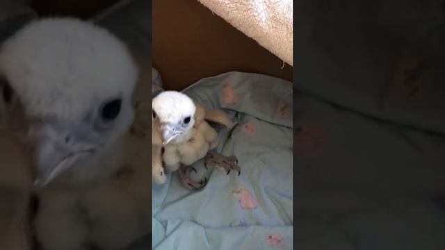 Кормление маленького ястреба смотреть онлайн