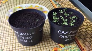 Клематис Тангутский. Выращивание из семян