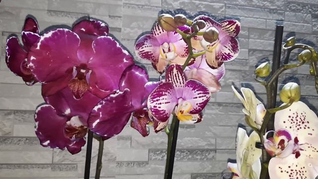 ПОКУПКИ ОРХИДЕЙ /29.11.22/ смотреть онлайн