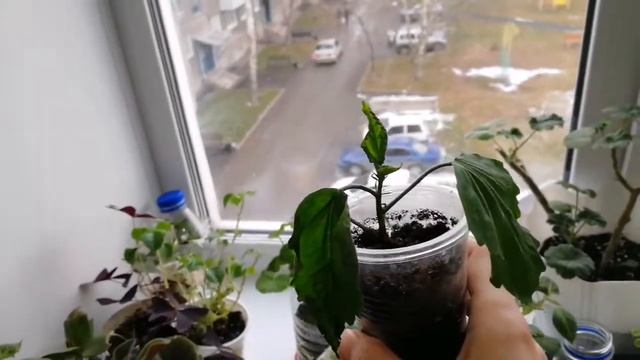 комнатные цветы. Посадка "китайской розы", "гибискус" смотреть онлайн