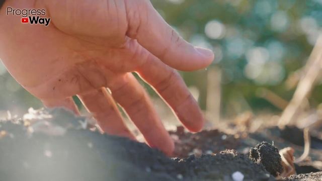 Вот Почему Горчица Лучший Сидерат В Мире!!!! Сыпьте На Все Грядки После Сбора Урожая Не Бойтесь смотреть онлайн