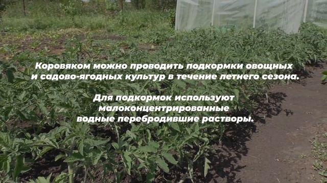 Коровяк. Приготовление. Применение. Полезные свойства. смотреть онлайн