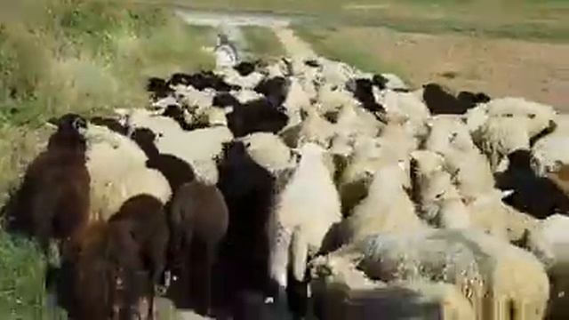 Old English Sheep Dog Herding in Switzerlnd смотреть онлайн
