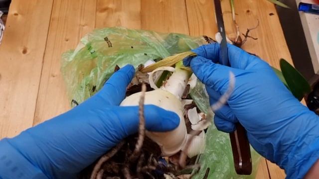 обработка луковицы гиппеаструма Sumatra - листья, детки и корни смотреть онлайн