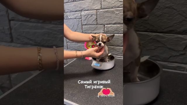 Тигровый ЧИХУАХУА #купитьщенка #чихуахуа #chihuahua #puppy #щенкичихуахуа #щенок смотреть онлайн