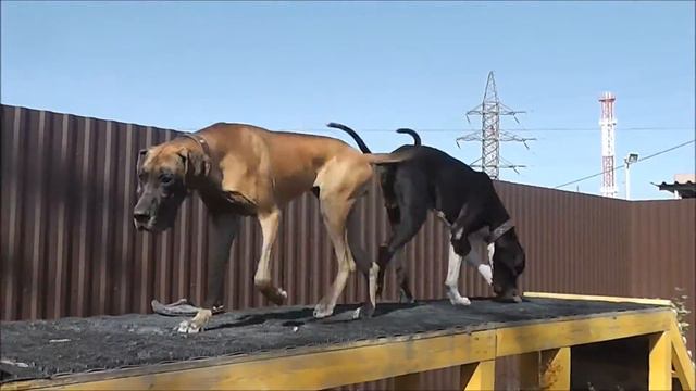 Помощь животным в Новосибирске. Немецкие Доги.