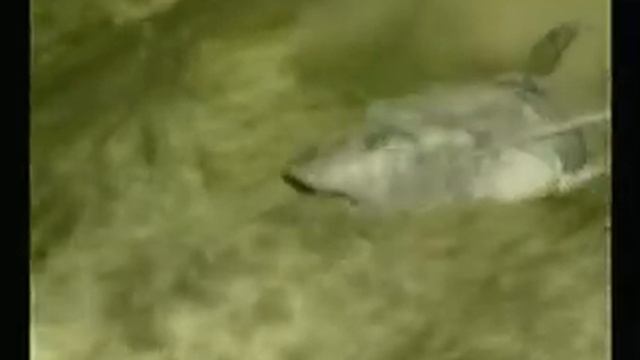 Dreamcast (Jap.) - Fish Eyes Wild смотреть онлайн