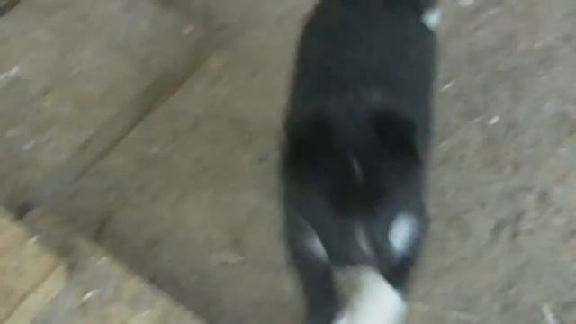 помет Барс + Бимка смотреть онлайн