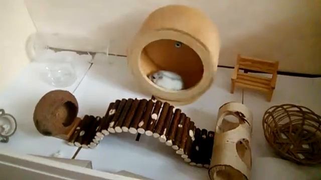 Деревянное колесо для хомяка смотреть онлайн