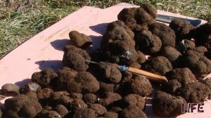 Как вырастить трюфель у себя на даче? Проверенно рабочий метод!