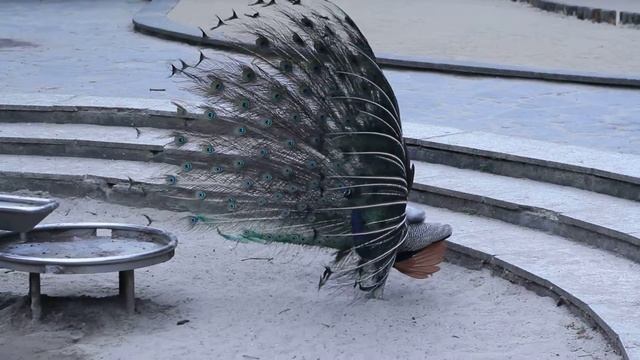 Павлин полностью раскрыл хвост. Peacock смотреть онлайн