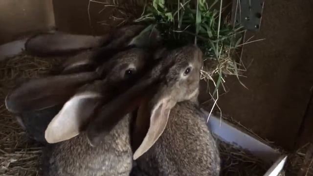 Немецкий Ризен. смотреть онлайн