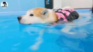 ✔ Акита-ину: плюсы и минусы. Проблемы, ожидающие владельцев этой породы