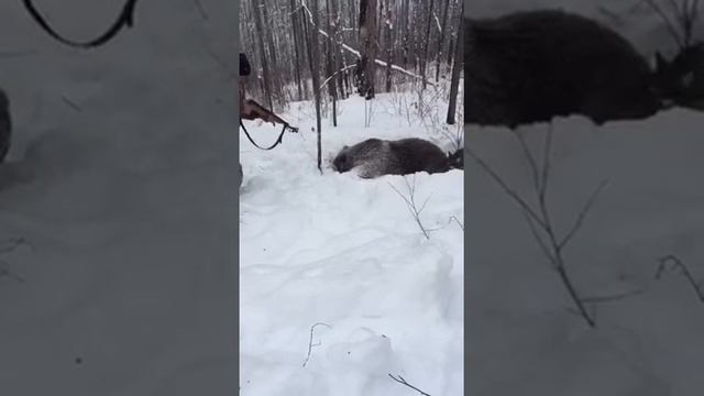Собака нашла берлогу медведя медветь вышел и охотник начал по нему стрелять смотреть онлайн