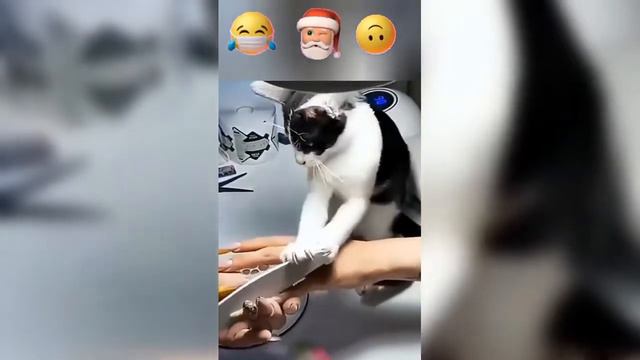 Типи -Топ смешные животные выпуск#6 смотреть онлайн