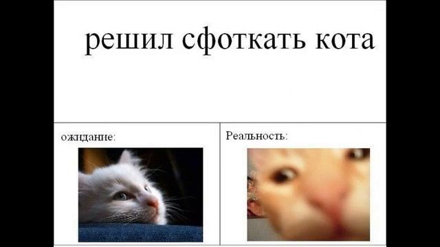 Лютые приколы. КОТ МУРЗИК И РАКИ!!! Самое смешное видео! - ПОПРОБУЙ НЕ ЗАСМЕЯТЬСЯ - Patrik