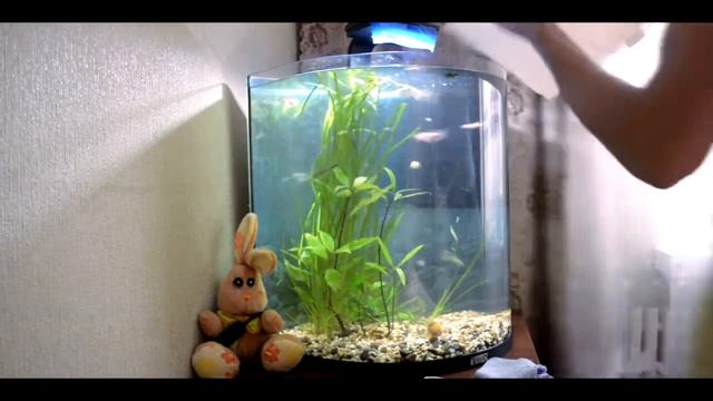 Tetra Aqua Art 60. Сіфонка грунта, підрізка рослин, підміна води. смотреть онлайн