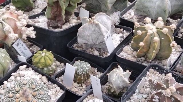 Коллекция кактусов.Мои литопсы.. смотреть онлайн