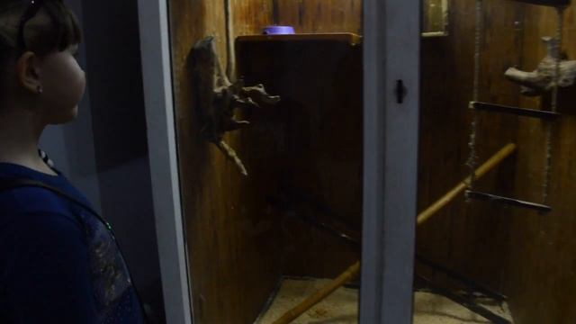 Выставка карликовых обезьян смотреть онлайн