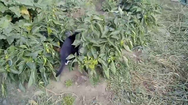 Мы поехали копать Картошку!!!! смотреть онлайн