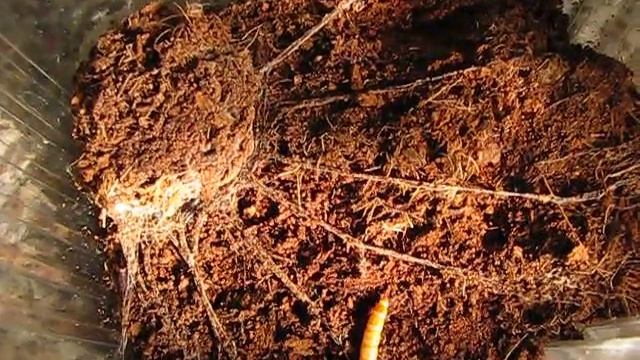 Feeding Liphistius Malayanus (Malaysian Trapdoor)