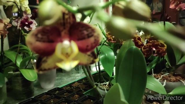 красотки орхидеи продолжают распускаться,красота ?? смотреть онлайн