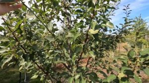 Десертная Россошанская. Сорт осеннего срока созревания.