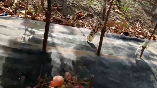 Новые формы винограда ( Алекс, Медея и др.) 3 сентября 2022. Виноградник Щереденкова В. А. смотреть онлайн