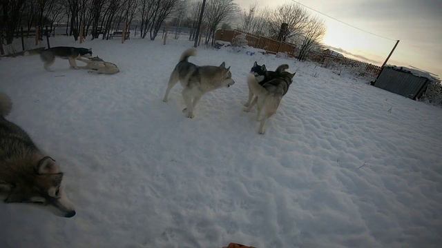 Игры  Хаски | Щенки покусали маму  | Самые волшебные собаки в мире |  Husky Vlog