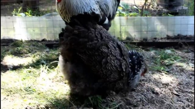 Наблюдаю за наседкой! Брама готовится стать мамой. смотреть онлайн