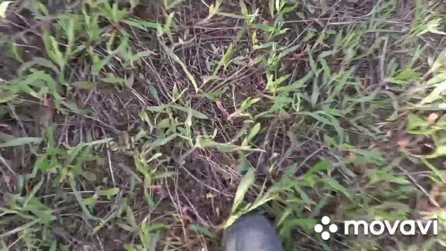❗ПРИЕХАЛИ НА РАЗВЕДКУ ?А СОБРАЛИ 2 КОРЗИНЫ МАСЛЯТ? МАСЛЯТА 2022 Г.❗ смотреть онлайн