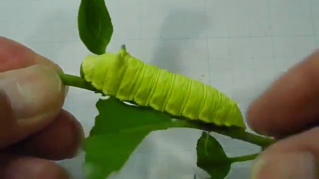 Гусеница, которая смешно пищит смотреть онлайн