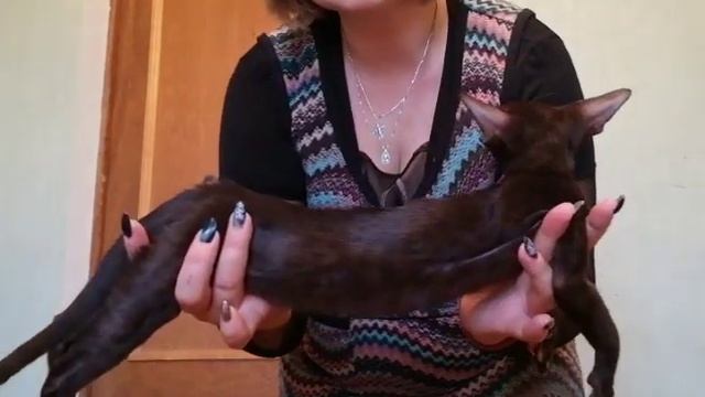 Шоколадный котенок ориентал смотреть онлайн