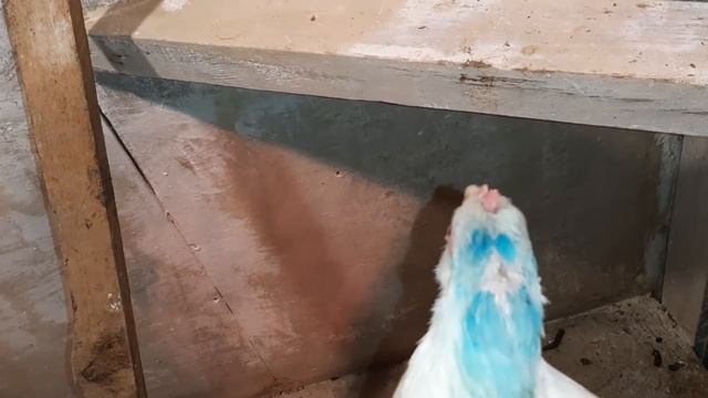Продала петухов!!! Все равно много птицы, думаю кого куда...? смотреть онлайн