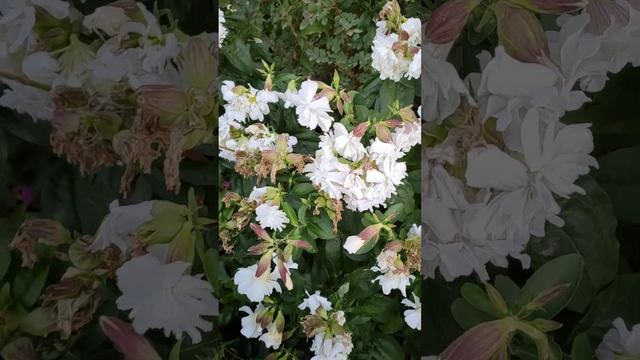 Saponaria Officinalis ~ Garden ASMR #shorts #flowers #notalking смотреть онлайн
