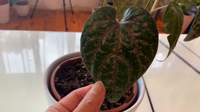 I spent my Bonus Pay on Rare Indoor Plants ~ Craziest thing I've done for my Indoor Plants смотреть онлайн